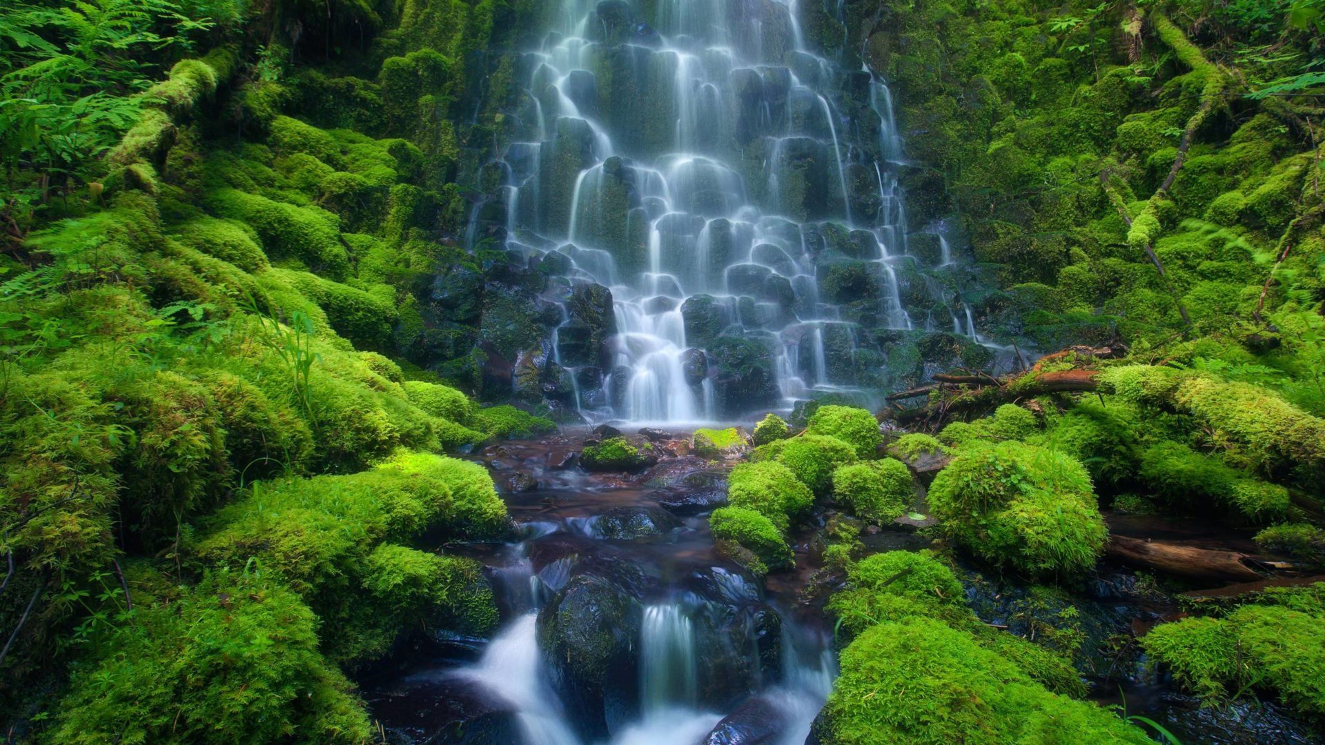Amazon Rainforest - Brazil 2